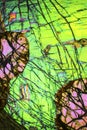 Abstract micrograph of olivine pyroxenite with polarization Royalty Free Stock Photo