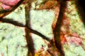 Abstract micrograph of olivine pyroxenite with polarization Royalty Free Stock Photo