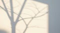 Abstract Shadow of Bare Tree Branches on a Light Wall Royalty Free Stock Photo