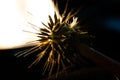 Abstract Macro Closeup of Silhouetted Dandelion Seed Head in Front of Bright Light Isolated on Black Background Royalty Free Stock Photo