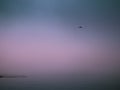 Tranquil Pink and Blue Foggy Seascape with a Seabird Flying over Jetty Royalty Free Stock Photo