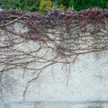 Abstract Minimalist Wall Texture with Intertwined Bare Branches