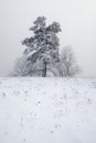 Abstract minimalistic snow landscape with pine and dry plants