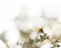Abstract monochrome floral image with one white rose flower on blur background with copy space