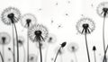 Abstract monochrome image of dandelions in wind. Fluffy seed heads float on white background. Nature scene conveys sense of