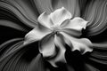 abstract monochrome minimalist flower petals pattern background Royalty Free Stock Photo