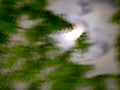 Abstract of The Moon and Tree Royalty Free Stock Photo