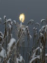 Abstract moonlit gloss of water, snowy reeds,