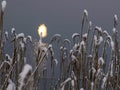 Abstract moonlit gloss of water, snowy reeds,