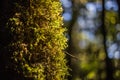 Abstract Moss on tree