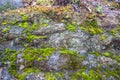Abstract Mossy Stone Wall with Succulents Background