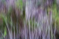 Abstract Motion Blur of Trees in Purple White and Green