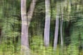 Abstract motion blur, trees trunk & leave, yellow green background Royalty Free Stock Photo