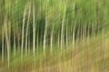 Abstract motion blur, trees trunk & leave, yellow green background Royalty Free Stock Photo