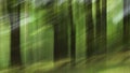 Abstract motion blur, trees trunk & leaves, yellow green background Royalty Free Stock Photo