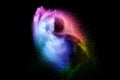 Abstract multi color powder explosion on black background. Freeze motion of colorful dust particles splash. Painted Holi Royalty Free Stock Photo