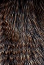 Abstract multicolor fur texture Royalty Free Stock Photo