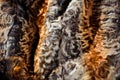 Abstract multicolor fur texture Royalty Free Stock Photo