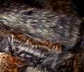 Abstract multicolor fur texture Royalty Free Stock Photo