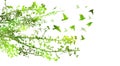 Branches of a green tree with flying birds. Vector illustration Royalty Free Stock Photo