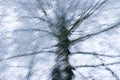 Abstract multiple exposure photograph of a tree, background. Royalty Free Stock Photo