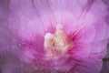 Abstract multiple exposure of a pink rose of sharon flower.