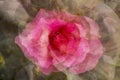 Abstract multiple exposure of a rose flower in Elizabeth Park.