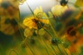 Abstract multiple exposure of stiff greenthread flowers in Texas landscape