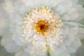 Abstract multiple exposure of a zinnia flower in Elizabeth Park.