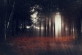 Abstract and mysterious background of blurred forest