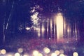 Abstract and mysterious background of blurred forest