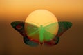 Abstract mystical background with unusual animals at sunset. Fantastic images and symbols. butterflies