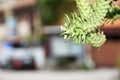 abstract, naka, green, beautiful, ornamental plants with blurred background