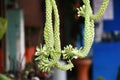 abstract, naka, green, beautiful, ornamental plants with blurred background