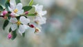 Abstract natural background with apple blooming flowers and blured backgrounds Royalty Free Stock Photo