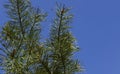 Abstract natural background.Beautiful green pine branches against the blue sky Royalty Free Stock Photo