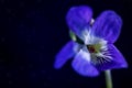 Abstract natural background with copy space. Abstract deep blue background with blurry purple flower. Violet tree