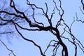 Abstract natural background. Dark curved bare branches of a tree against a blue sky. Royalty Free Stock Photo