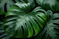 Abstract natural background. Exotic tropical leaves pattern. Creative background with monstera leaves. Jungle fauna