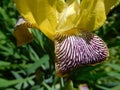 Beautiful yellow variegated burgundy bearded iris flower macro on a blurred background in the summer garden