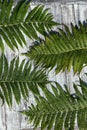 Abstract natural background. Four green leaves of fern lie on a gray wooden background.