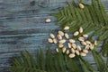 Abstract natural background. Fragments of green leaves of fern on a blue wooden trimmed background and a group of fishek nuts. Royalty Free Stock Photo