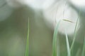 Abstract natural background with fresh green tall grass close-up and white sky, soft selective focus Royalty Free Stock Photo