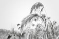 Frozen plant covered with hoarfrost or rime Royalty Free Stock Photo