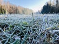 Abstract natural background from frozen plant covered with hoarfrost or rime Royalty Free Stock Photo