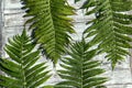 Abstract natural background. Green fern leaves lie on a gray wooden background. Royalty Free Stock Photo