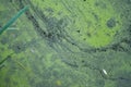 Abstract natural background with green plants on blue water surface. Fragment of deserted pond with green duckweed. Looks like aer