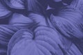 Abstract natural background of hosta leaves, tinted in purple color of the year. Very Peri. Color of the year 2022
