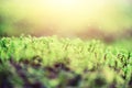 Abstract natural background with light bokeh and leaks effect. Grass in forest. Summer concept. Copy space. Banner. Soft Royalty Free Stock Photo