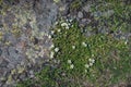 Abstract natural background..Natural texture of a stone covered with lichen.Wild flowers growing in the highlands Lichenes